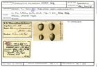 Karteikarte zum Syntyp von Allomorphina macrostoma Karrer, 1862